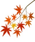 mapleleaves